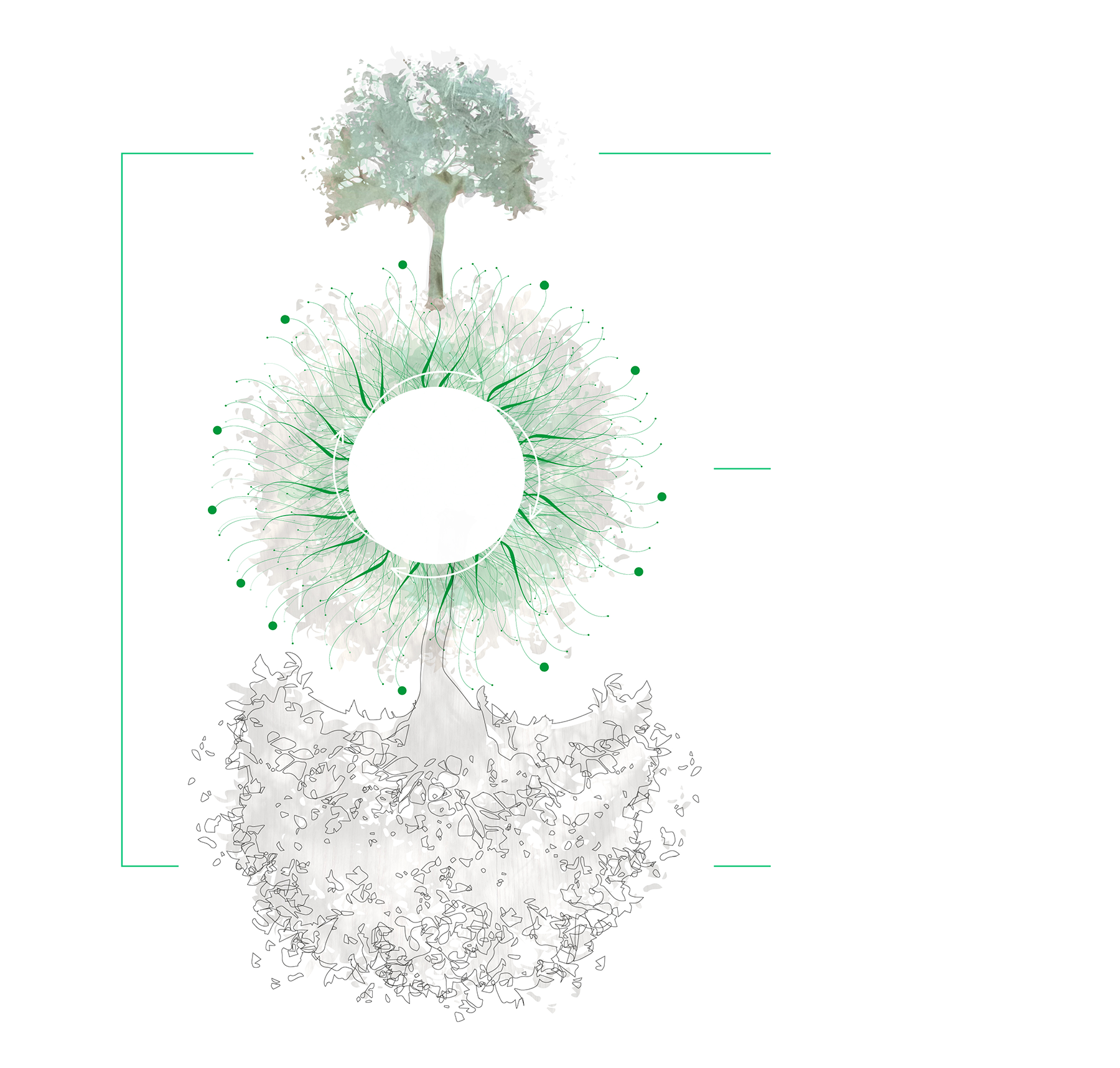 Myceliumweb Boom illustratie